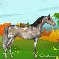 Horse Color:White Spotted Liver Red Dun Ice