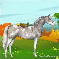 Horse Color:White Spotted Liver Red Dun Ice Mushroom Splash Brindle