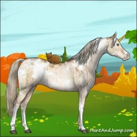 Horse Color:White Spotted Liver Red Dun Pearl Brindle 
