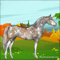 Horse Color:White Spotted Silver Brown Ice Dun Splash Brindle 