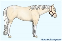 Horse Color:Silver Smoky Black Pearl Sabino Tobiano 