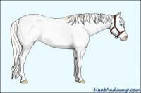 Horse Color:Silver Smoky Black Pearl Sabino Splash Appaloosa 