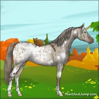 Horse Color:White Spotted Liver Red Dun Ice Mushroom Sabino Rabicano Brindle 