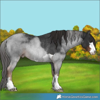 Horse Color:Liver Chestnut Rabicano
