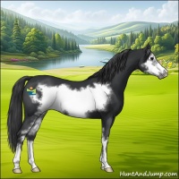 Horse Color:Black Sabino Frame 