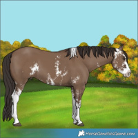Horse Color:Liver Red Dun Sabino 