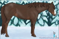 Horse Color:Liver Chestnut 