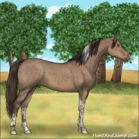 Horse Color:Liver Red Dun Tobiano 