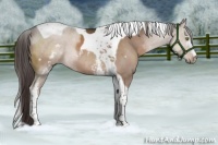 Horse Color:White Spotted Liver Chestnut Tobiano 