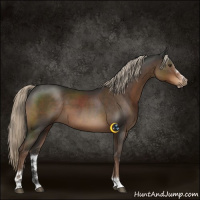 Horse Color:Liver Chestnut Sabino