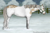 Horse Color:White Spotted Chocolate Palomino Dun Splash Frame