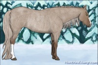 Horse Color:Silver Grullo Roan Rabicano