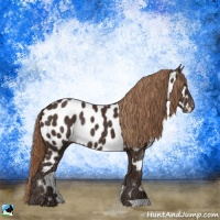 Horse Color:Liver Chestnut Appaloosa Rabicano