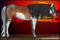 Horse Color:Bay Splash 