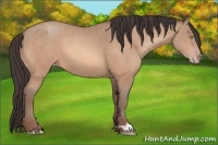 Horse Color:Amber Champagne 