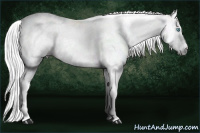 Horse Color:Gray Silver Perlino Splash Appaloosa