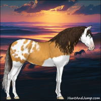 Horse Color:Gray Amber Cream Champagne Splash Appaloosa 