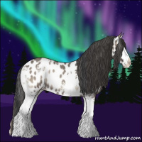 Horse Color:White Spotted Grullo Onyx Sabino Appaloosa 