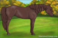 Horse Color:Chocolate Smoky Black