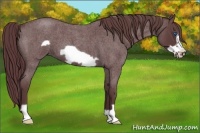 Horse Color:Chocolate Blue Roan Frame 