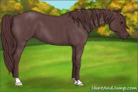 Horse Color:Chocolate Blue Roan 