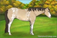 Horse Color:White Spotted Amber Cream Champagne Roan 