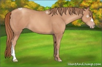 Horse Color:Gold Champagne