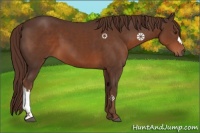 Horse Color:Liver Chestnut 