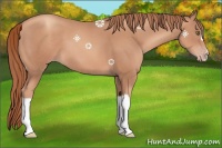 Horse Color:Gold Champagne
