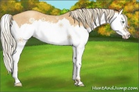 Horse Color:Gold Cream Champagne Roan Splash