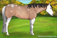 Horse Color:Sable Champagne Splash 