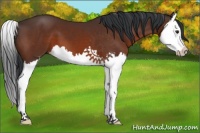 Horse Color:Brown Splash