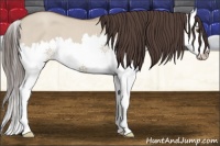 Horse Color:Classic Champagne Dun Splash 
