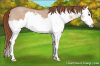 Horse Color:Red Dun Roan Splash 