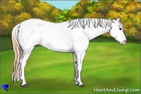 Horse Color:Buckskin Near Leopard