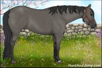 Horse Color:Grullo 