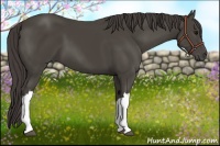 Horse Color:Smoky Black 