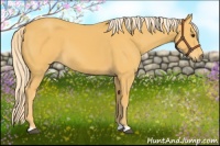Horse Color:Palomino 