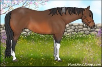 Horse Color:Bay Tobiano 