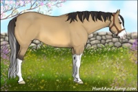 Horse Color:Buckskin Dun Splash 