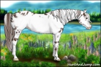 Horse Color:Liver Chestnut Frame Appaloosa 