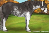 Horse Color:Liver Chestnut Sabino