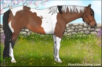 Horse Color:Bay Tobiano 