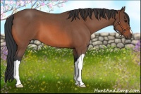 Horse Color:Bay Roan 