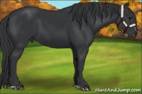 Horse Color:Black Sabino