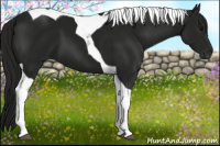 Horse Color:Gray Smoky Black Tobiano 