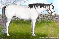 Horse Color:White Spotted Bay Splash