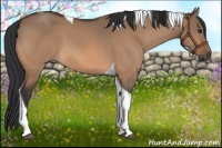 Horse Color:Brown Dun Tobiano 