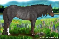 Horse Color:Liver Chestnut Rabicano
