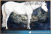 Horse Color:Chocolate Palomino Sabino 